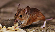 24 Hour & Emergency Exterminators in Winnemucca, NV